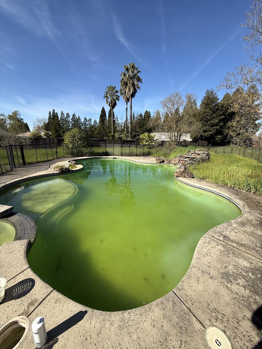 Backyard swimming pool with algae-filled green water, surrounded by a concrete deck and a black privacy fence on a sunny day.